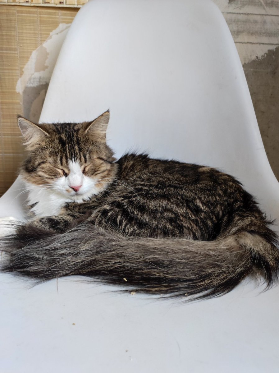 🆘ребят, очень прошу помощи для нашего маленького воина фип Чипы. нам нужно сделать контрольные анализы и узи, чтобы перевести её с gs на таблетки и продолжить лечение.

5536914169063991 тинёк
2202206393055004 сбер
2200153971889168 альфа
9219611572 тлф на все карты
Екатерина О.