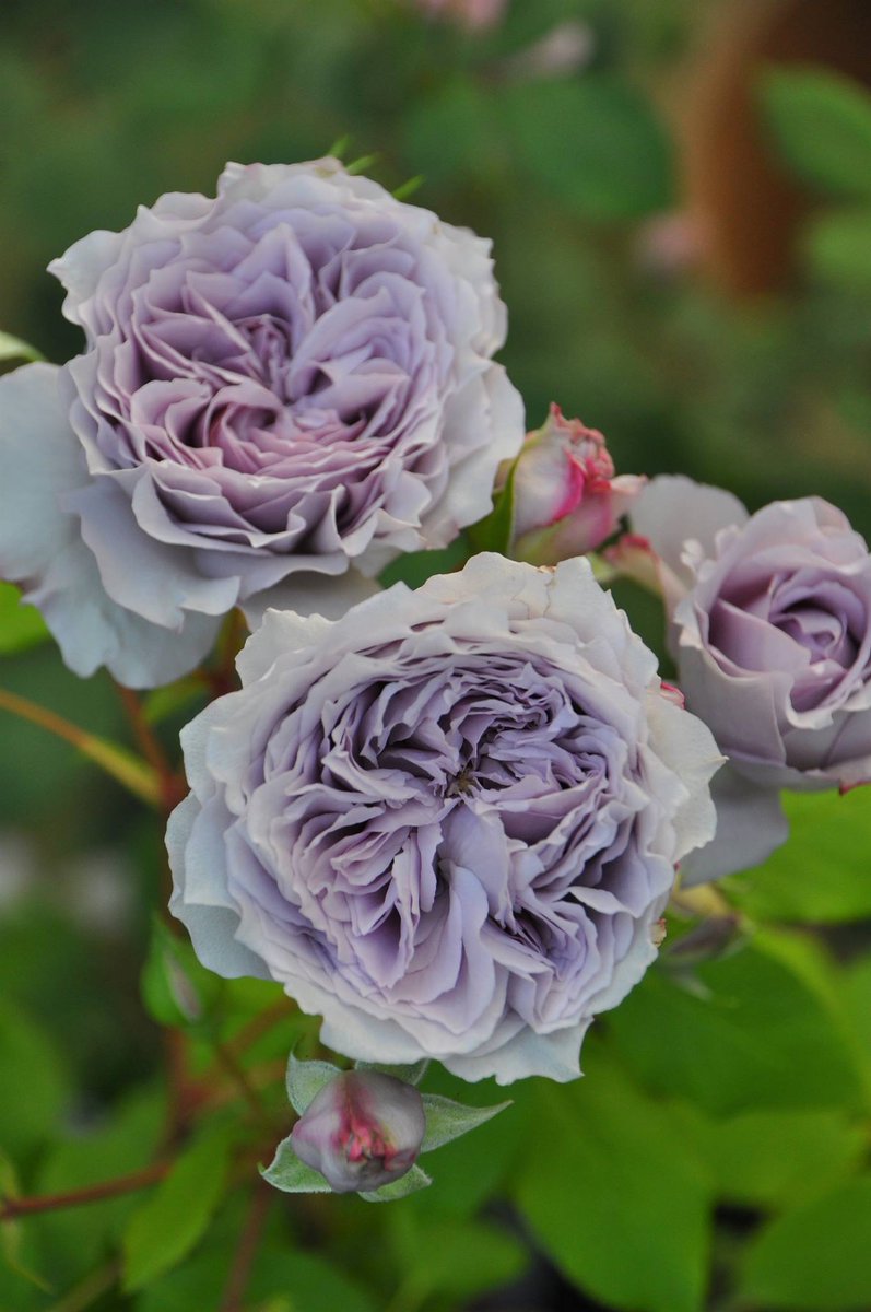 アンティークウォッチ Antique Watch 淡い藤色の花色にロゼット咲きの