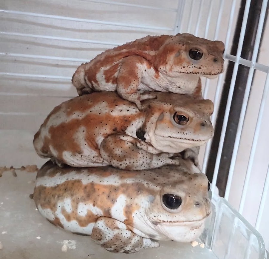 pikaeru_frogs's tweet image. カエルDEツムツム🐸🐸🐸✨

#ミヤコヒキガエル
#ヒキガエル　#ツムツム 
#カエル #Frog #toad