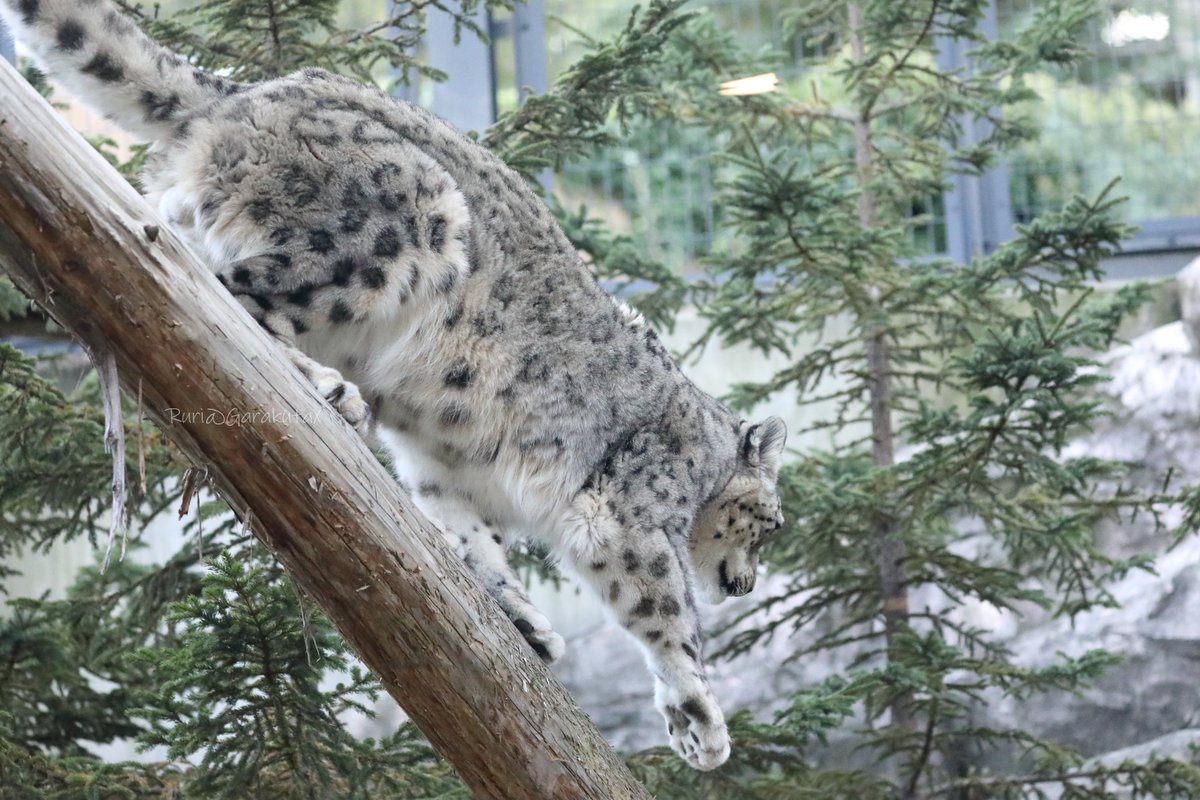 円山写ん歩
しんちょーに、しんちょーに
***
Take a walk at Maruyama Zoo
He descends carefully
***
🐾
🐾
#円山動物園 #ユキヒョウ #フブキ
#maruyamazoo #snowleopard #fubuki