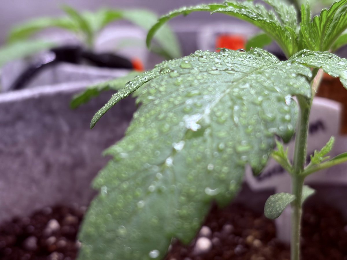 KryptoDeltaTHC's tweet photo. Good Morning #CannabisCommunity 

Week 4 Veg 🌱 

#Evermore #GuavaCream https://t.co/nbqAl15NNV