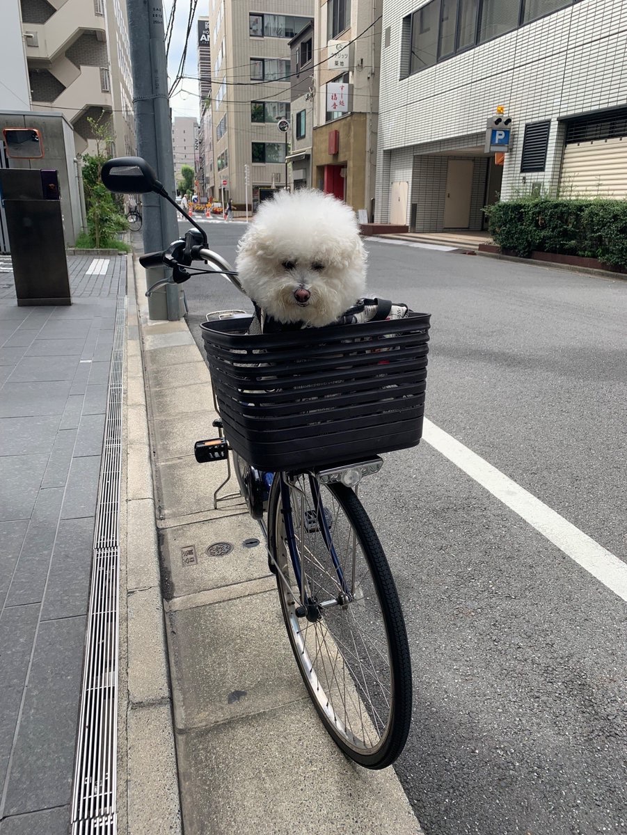 ポメのハッピー (@CvURT4VB0FlXs6B) / Posts / X