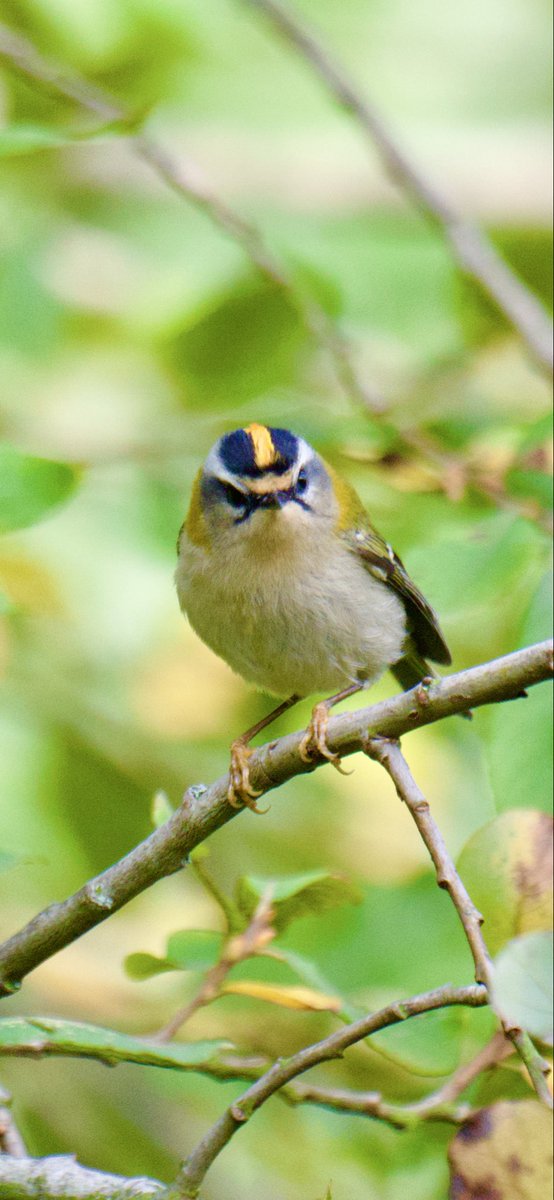 TimTim292's tweet image. Stunning little Firecrest Bowling Green Marsh Topsham Devon @GWLT2015 @LoveTopsham @BirdTrack @freebirdnewsuk @BirdGuides @SEDwildlife @DevonWildlife @wildlife_devon #Firecrest #Topsham #birds