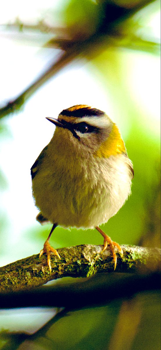 TimTim292's tweet image. Stunning little Firecrest Bowling Green Marsh Topsham Devon @GWLT2015 @LoveTopsham @BirdTrack @freebirdnewsuk @BirdGuides @SEDwildlife @DevonWildlife @wildlife_devon #Firecrest #Topsham #birds