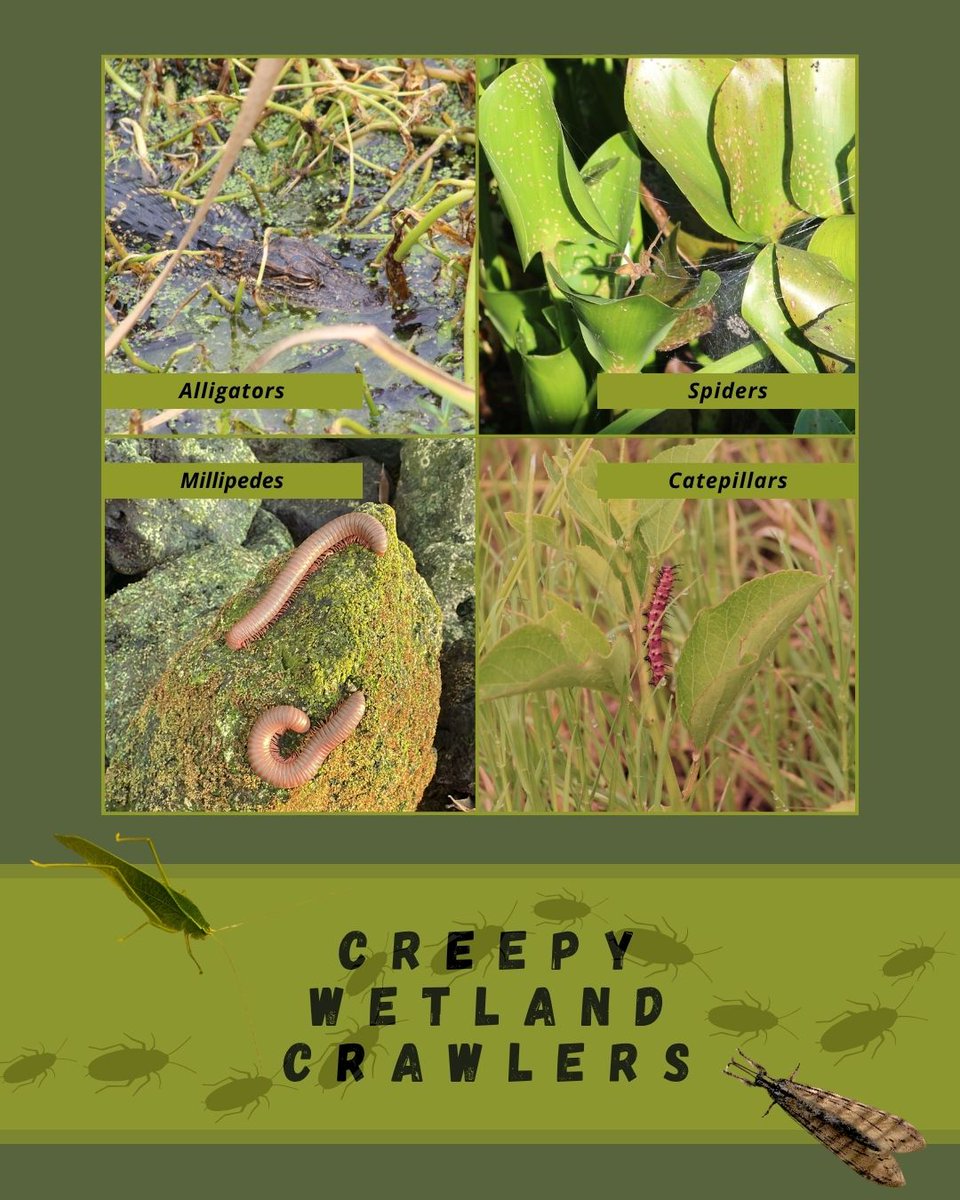 Se7en Wetlands is home to plenty of creepy crawlers! From spiders eating insects to millipedes breaking down old leaves, each creepy crawler plays an important role in their ecosystem. Keep an eye our for these  critters and more during your next hike at Se7en Wetlands!