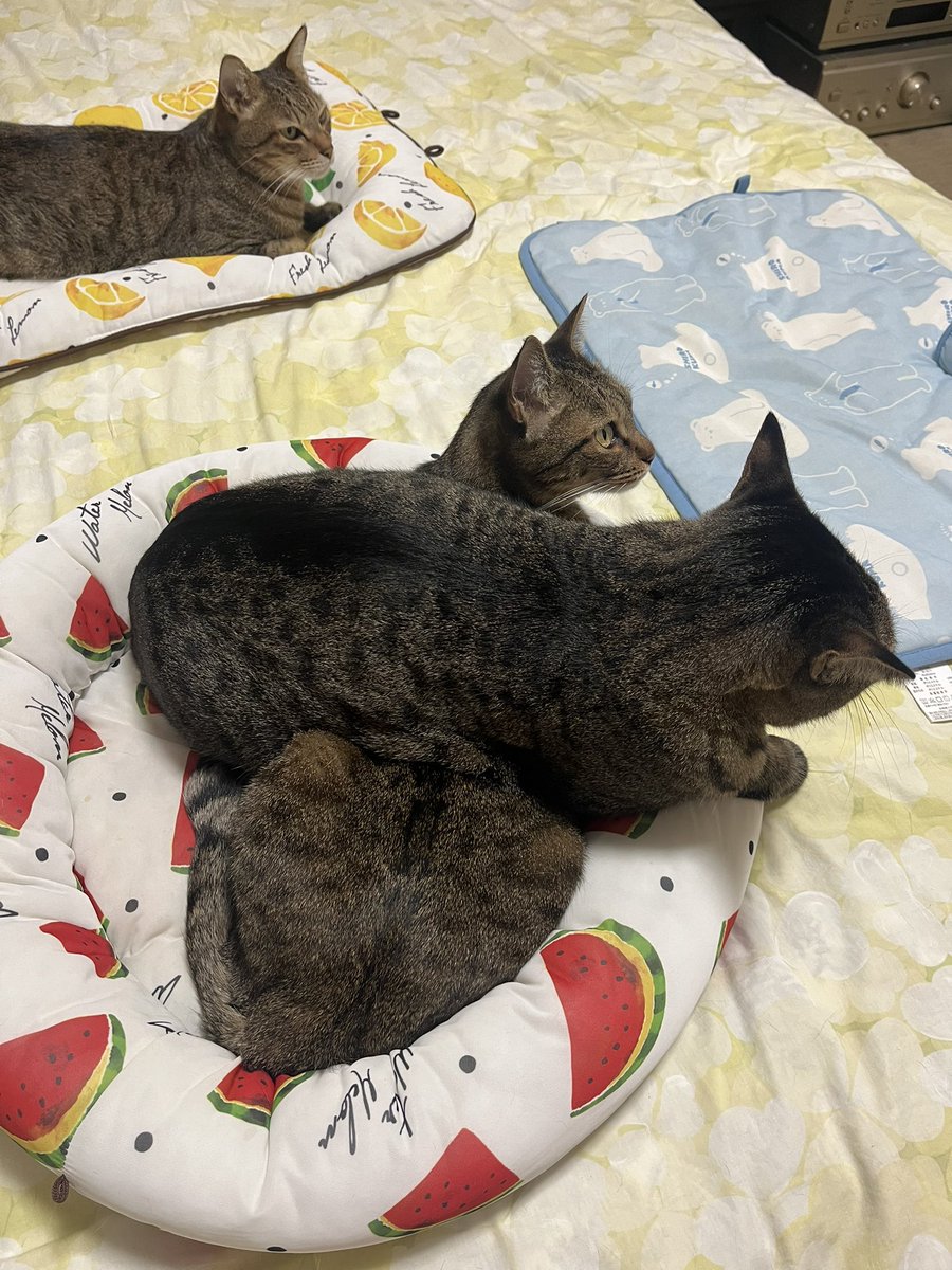 まい@青組BRZ(ZD8)⇒赤納車 on X