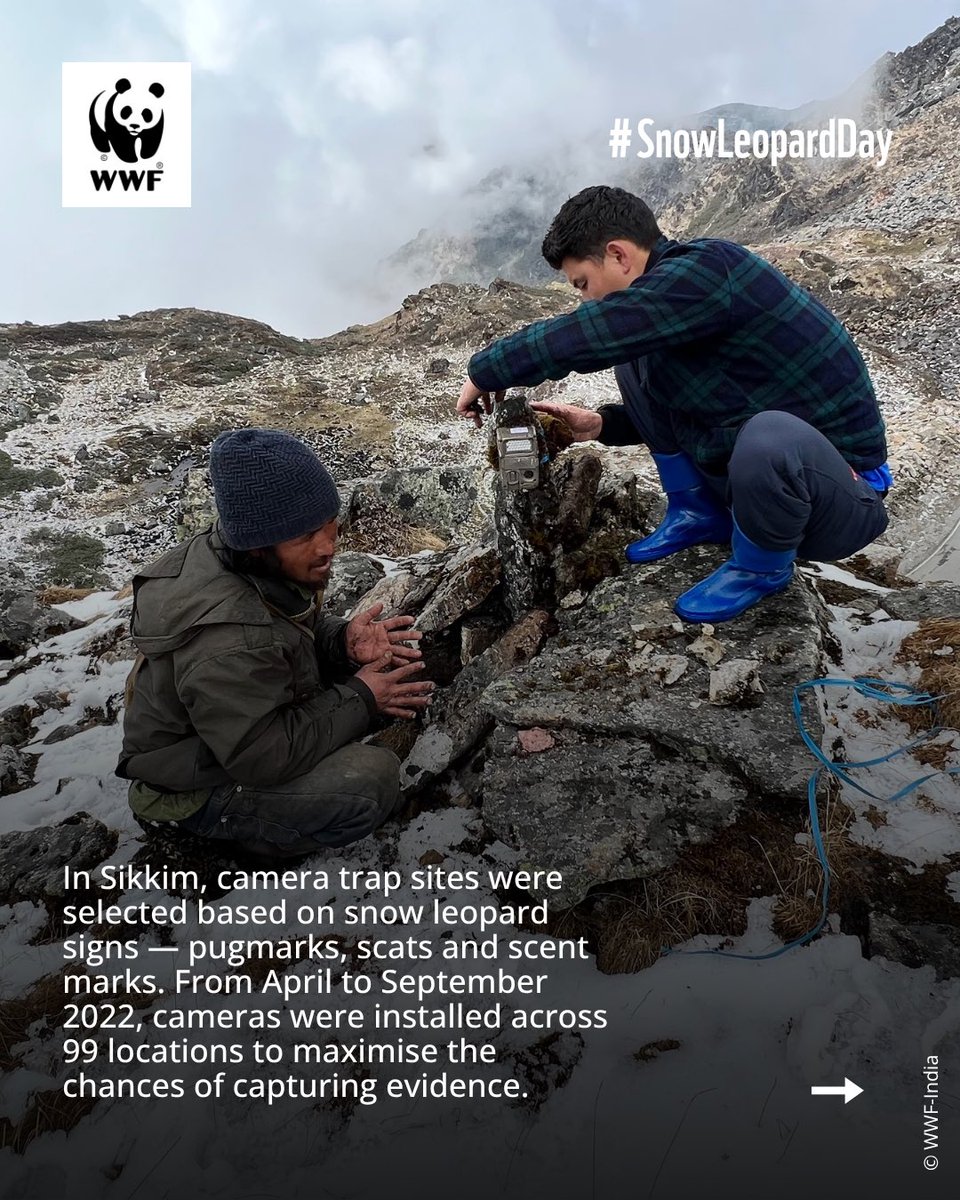 WWFINDIA's tweet photo. (2/3) Swipe to discover how the assessment took place ➡️
#WorldSnowLeopardDay #SnowLeopard #WWFIndia #Himalayas #Conservation https://t.co/eIBCOWN9Os