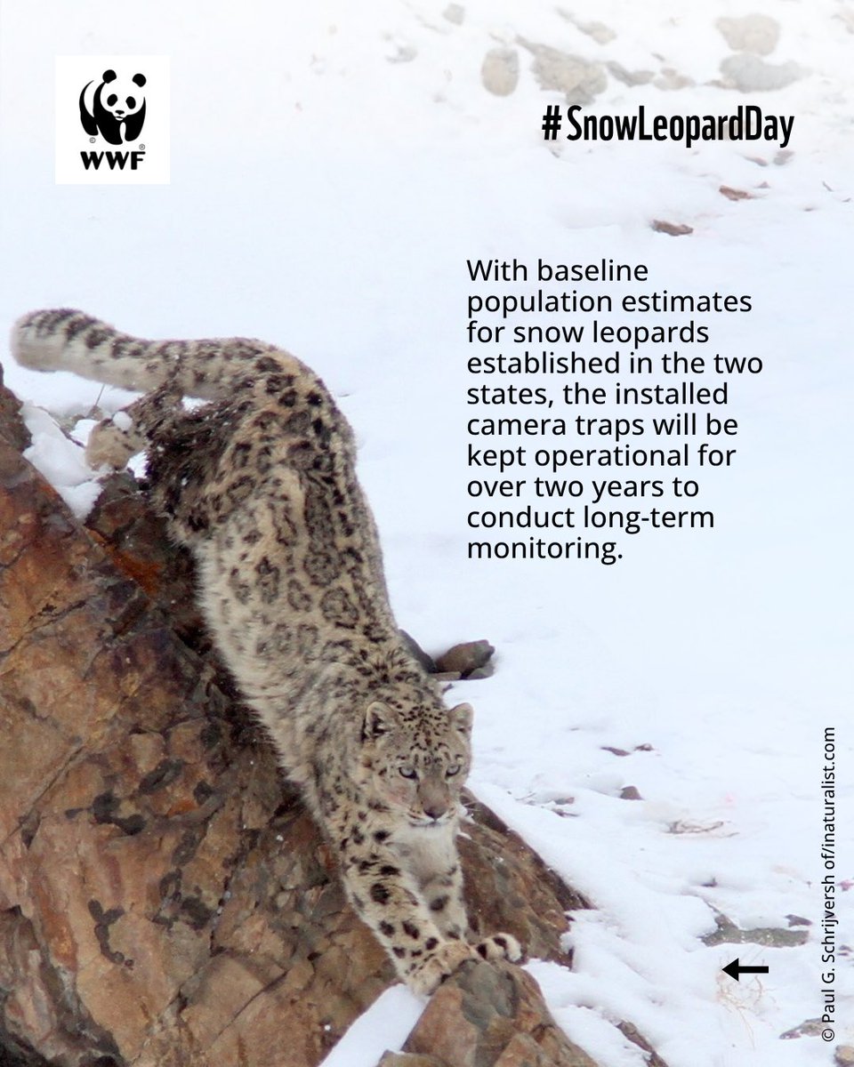 WWFINDIA's tweet photo. (3/3) #WorldSnowLeopardDay #SnowLeopard #WWFIndia #Himalayas #Conservation https://t.co/SwTwwmZ8U4