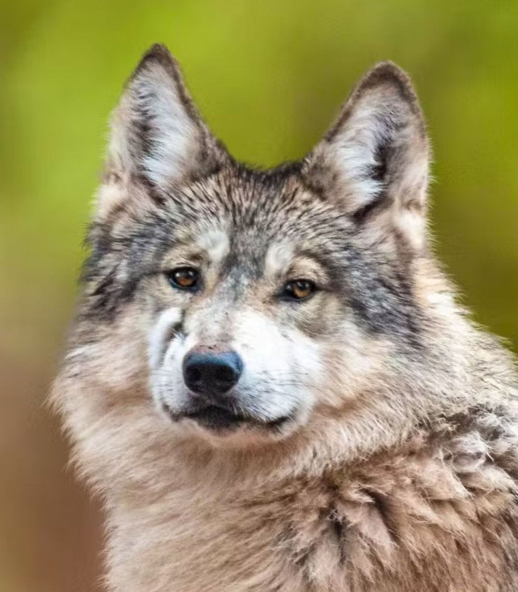 Dexerto's tweet image. Streamer Maya Higa raised $1 million in just three days for the Alveus Research & Recovery Institute
The funds will help conserve the critically endangered Mexican gray wolf and red wolf species