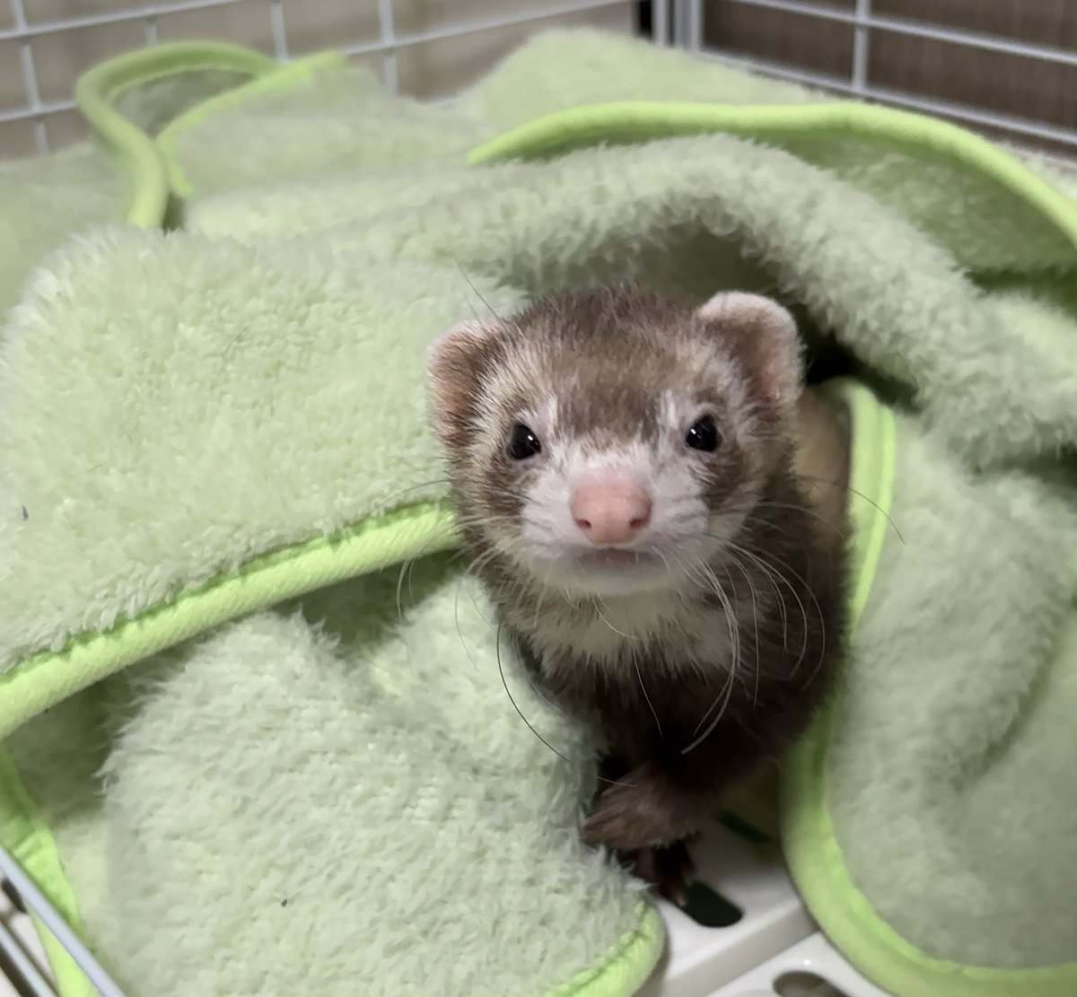 フェレットのちゃーちゃん🦦 tweet media