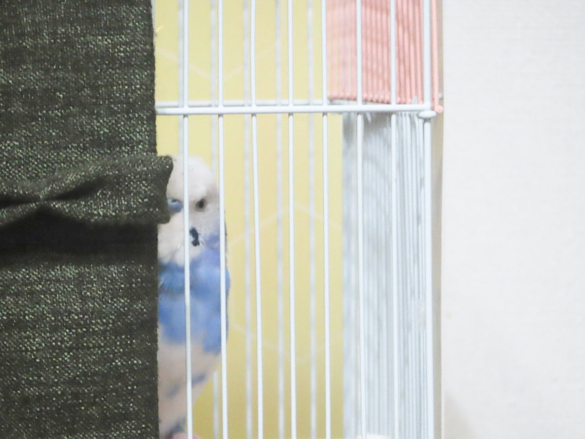 顔半分だけだしてこっち見てる😅