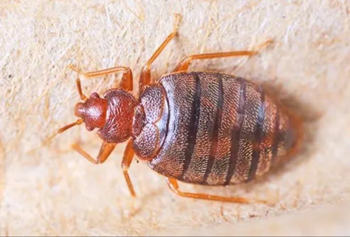 laundrypop_ng's tweet photo. Unlike spot treatments or sprays, fumigation uses a gas that penetrates every nook and cranny — including behind walls, inside furniture, and deep in mattresses. This comprehensive approach:

Kills all bed bugs at every stage (eggs, nymphs, and adults) in one treatment https://t.co/29T984MdBr