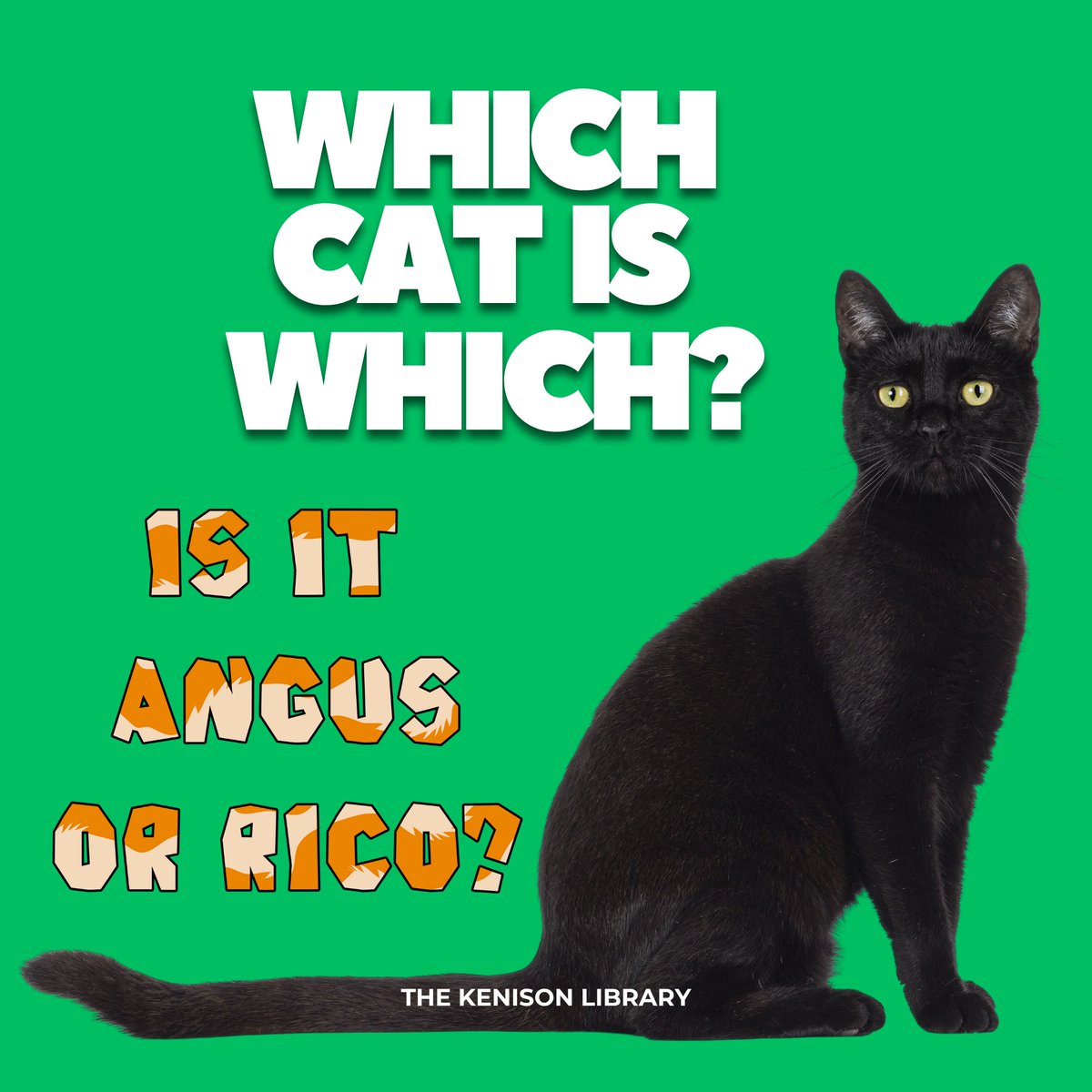 LibraryKenison's tweet photo. Which black kitty belongs to which librarian? Come in to check out our display, play the game, and pick up some custom-made, kitty cat-themed bookmarks! In the spirit of Halloween! @BrewsterAcademy #blackcatsrule https://t.co/537U41MoRf