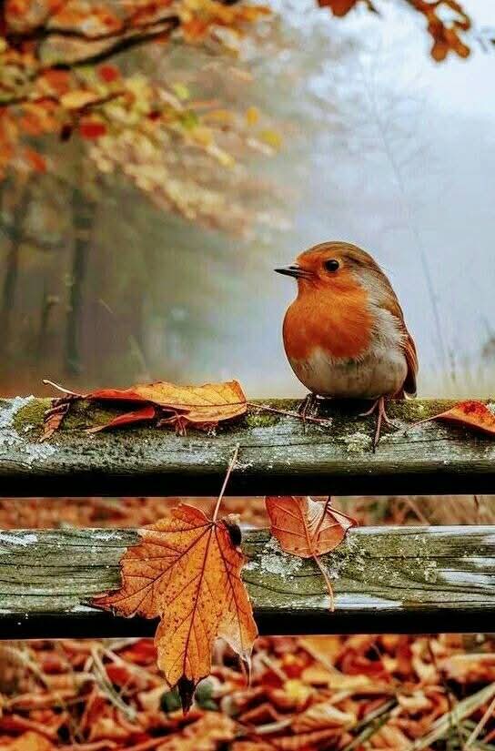 Herkese sevgi dolu💙❤️💙 akşamlar dilerim Sevgiler