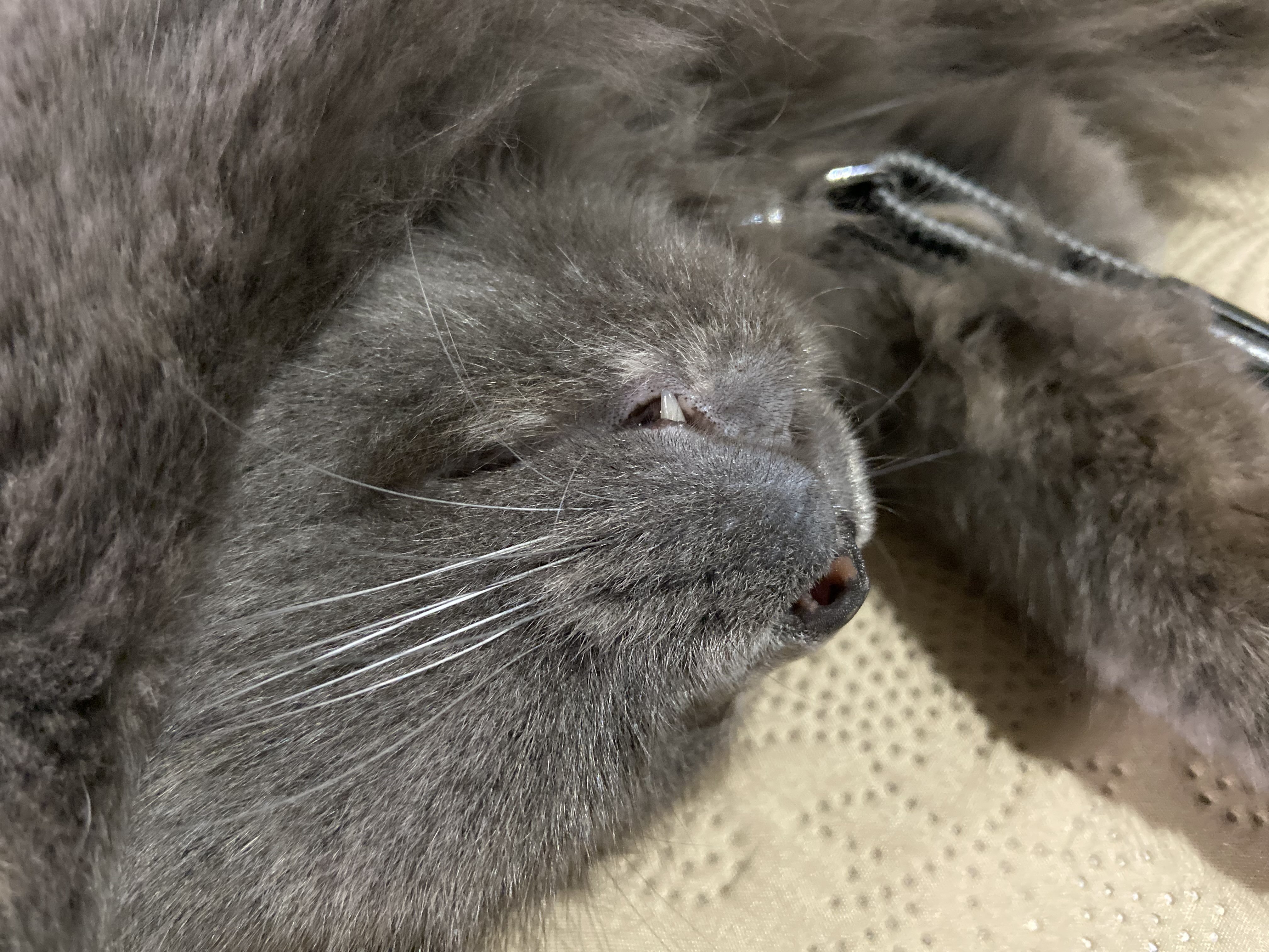 トラ猫かじら on X: 