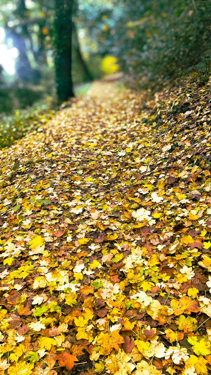 DaveThroup's tweet image. Autumn trails on the Malverns