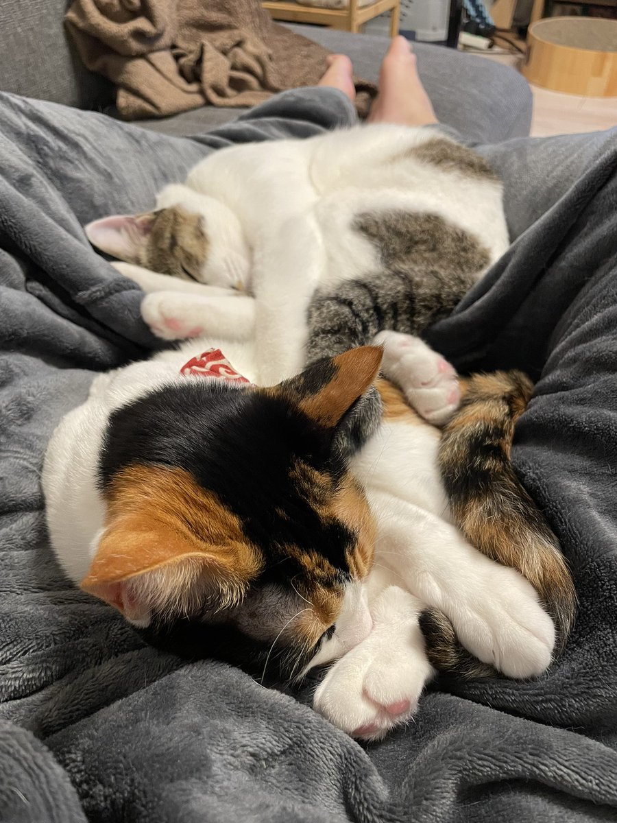 Slip69500620's tweet photo. 猫のほうから寄ってくる季節 https://t.co/KH0VcJdWTt