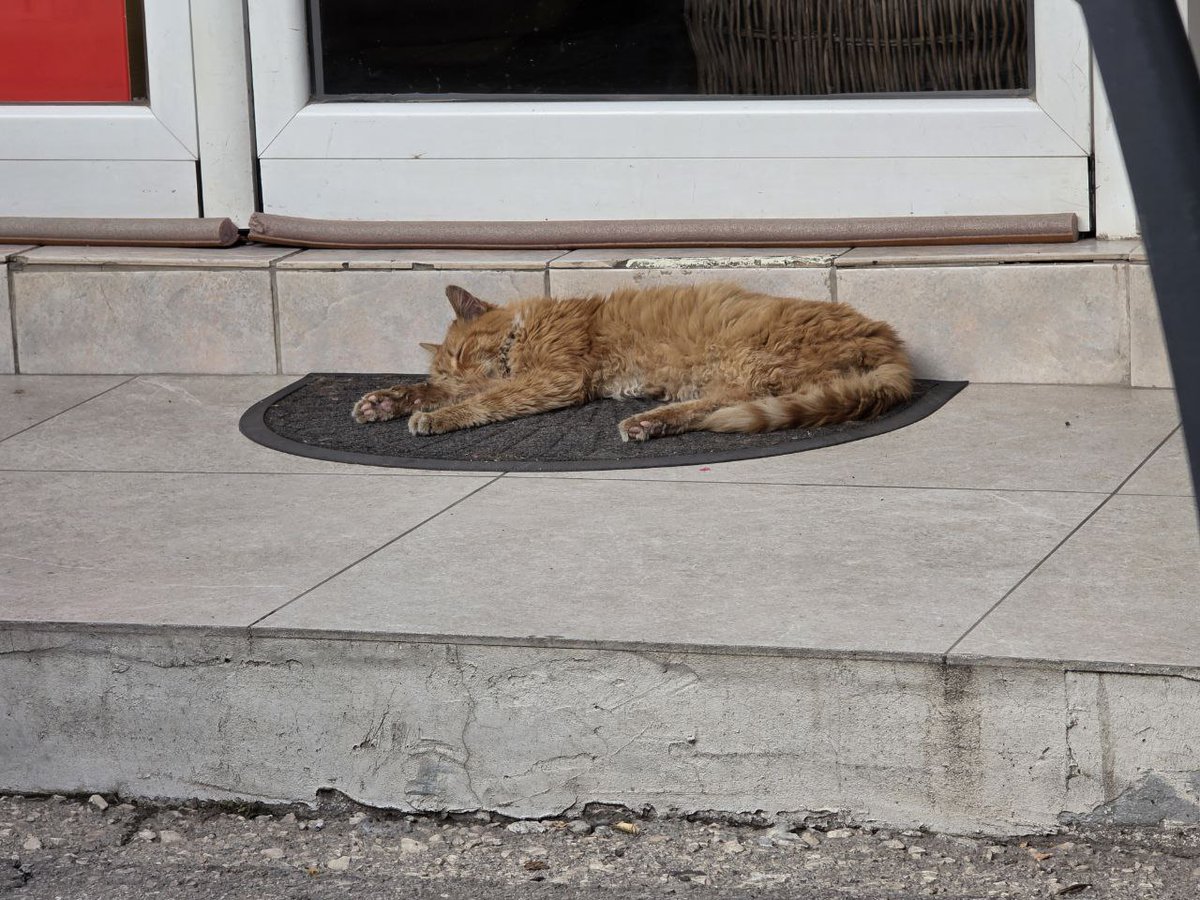 NOTFALL  völlig entkräftet hat er es gerade noch vor die Haustür geschafft. Dehydriert und fast verhungert. Ist jetzt 1 Woche in der Klinik. Muss erstmal an den Tropf der arme Junge. Bitte wer kann etwas zu den klinikkosten beitragen. Wer helfen möchte Paypal Account