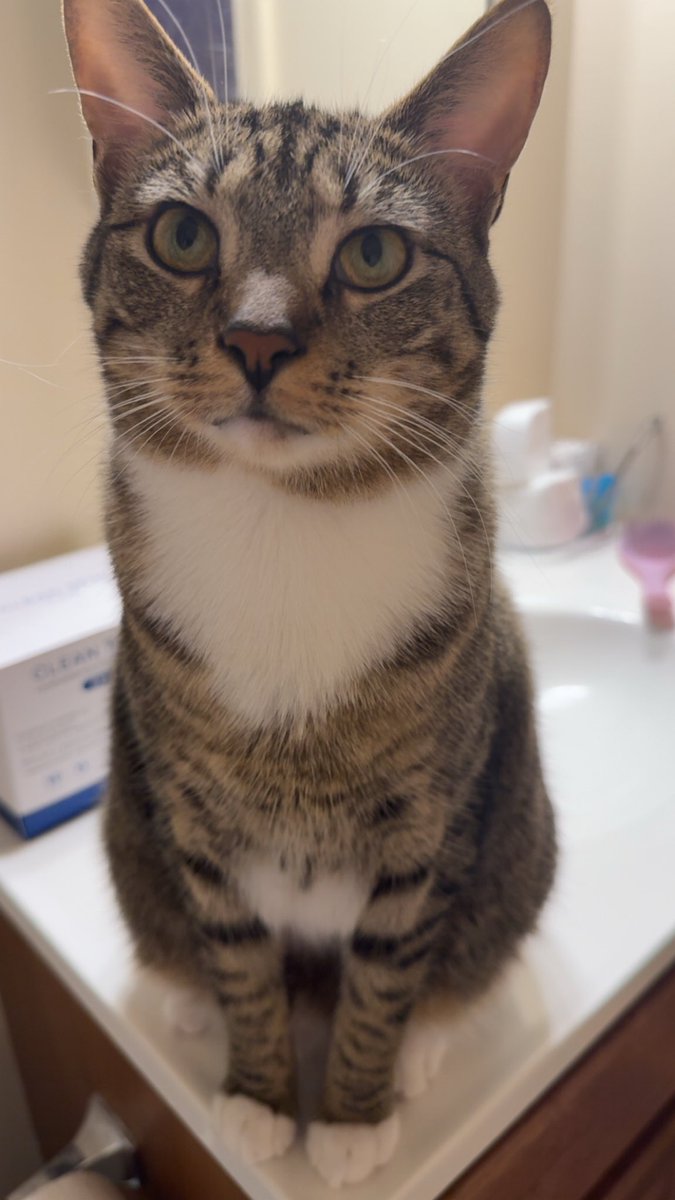 mrmeowserr's tweet image. momy is “packing for trip”…wat dos that mean an y they not pack my toys,,,,
