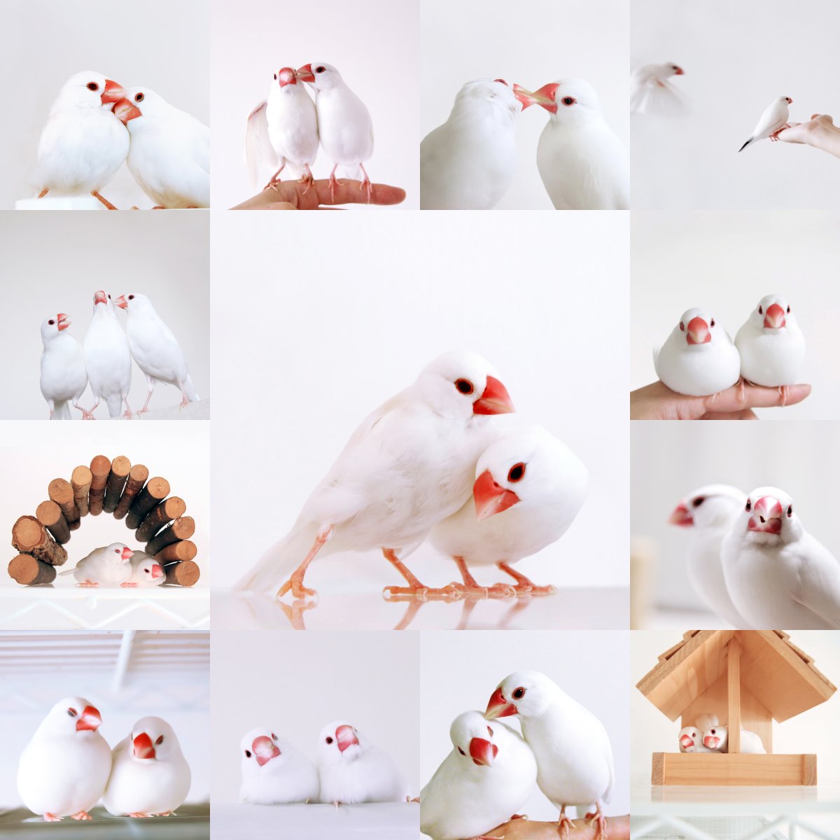torinotorio's tweet photo. 今年も文鳥の日がやってきました！ 世界中の文鳥達が毎日幸せに暮らせますように。おめでとう。
#文鳥 #buncho #文鳥の日 https://t.co/2F8b4SKwMa