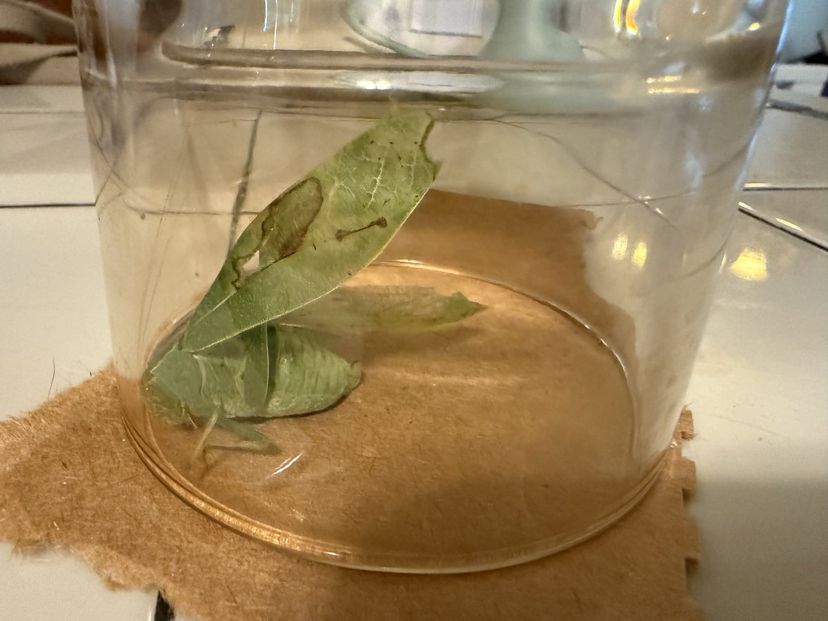 My manager (cat) brought me this content (katydid) to share with my audience (you) 💚