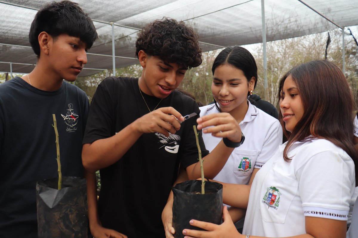 Agricultura_CZ5's tweet photo. #Galápagos | Estudiantes de la localidad, del grupo de Liderazgo y ODS del programa de participación estudiantil #FUNCAVID, participaron en una capacitación sobre propagación de cítricos mediante la técnica de injertos, promoviendo la seguridad alimentaria. #ElNuevoEcuadorImpulsa https://t.co/1njJQepiT0
