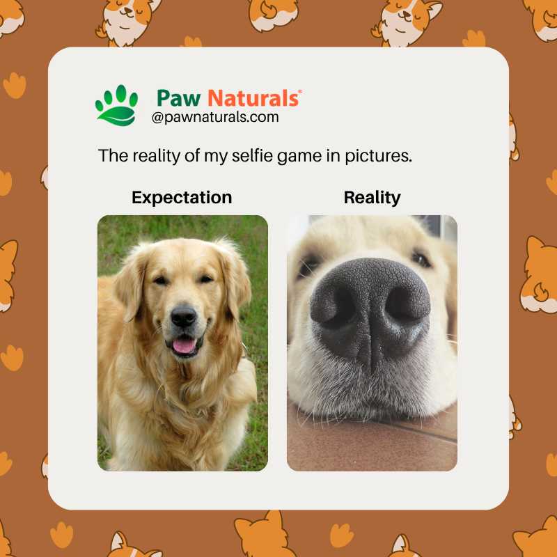 Paw_Naturals's tweet image. 📸✨ Selfie Expectations: 10/10 💁‍♀️ vs. Reality: -5/10 😳💔 
Thought I was serving looks, but the mirror said &quot;not today!&quot; 😂 Maybe I’ll just stick to candid shots! #FilterRequired #SelfieStruggles #Doggo #fun