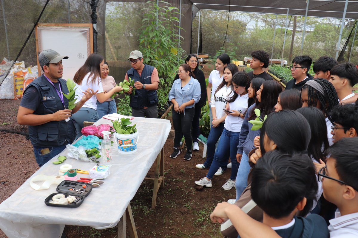 Agricultura_CZ5's tweet photo. #Galápagos | Estudiantes de la localidad, del grupo de Liderazgo y ODS del programa de participación estudiantil #FUNCAVID, participaron en una capacitación sobre propagación de cítricos mediante la técnica de injertos, promoviendo la seguridad alimentaria. #ElNuevoEcuadorImpulsa https://t.co/1njJQepiT0