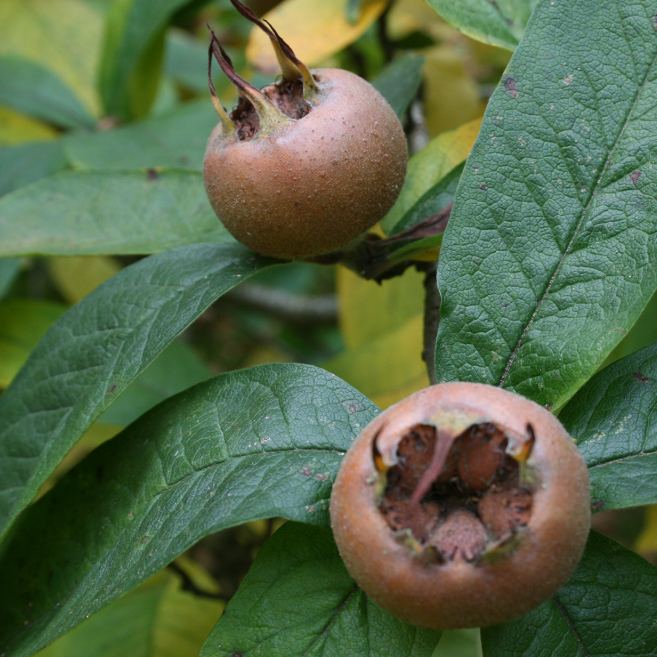 Celandine tweet media