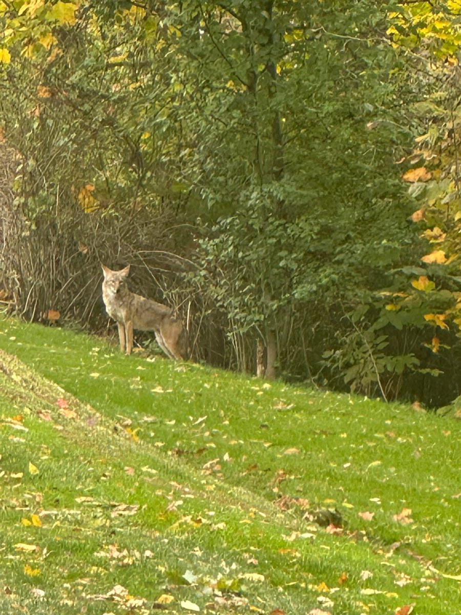 When I ran into this coyote out in my back I was mad I didn’t have my gun on me 🤣🤣