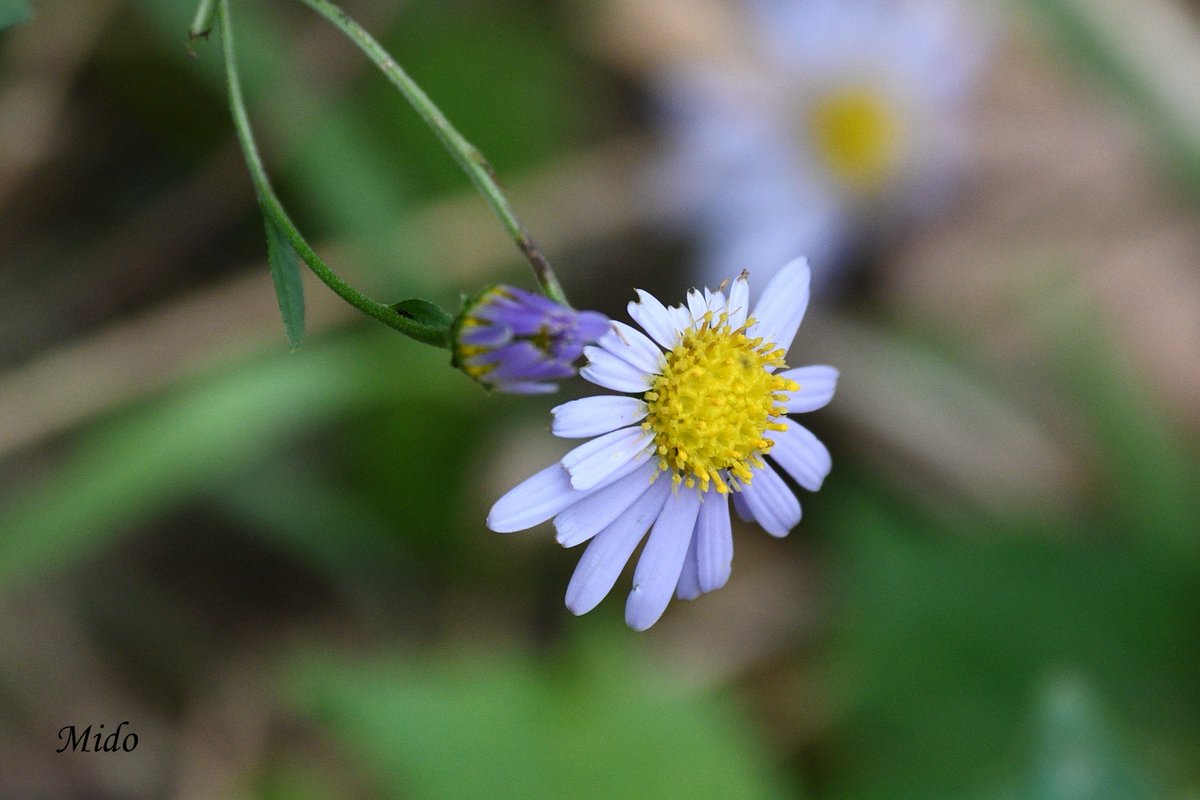 Happy day #flowers #flowerphotography #nature #naturePhotography #flowersinthepark #Tokyo #Japan