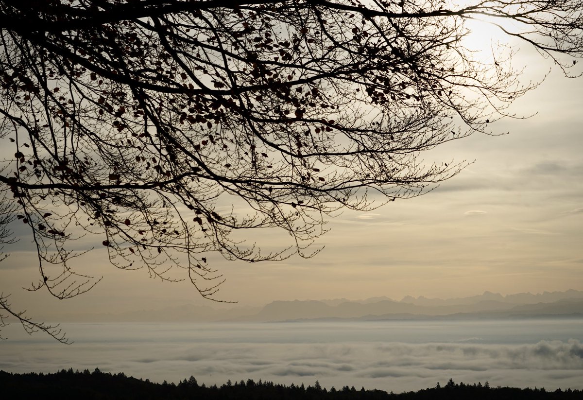 Foggy day  #Landscapephotography #Switzerland