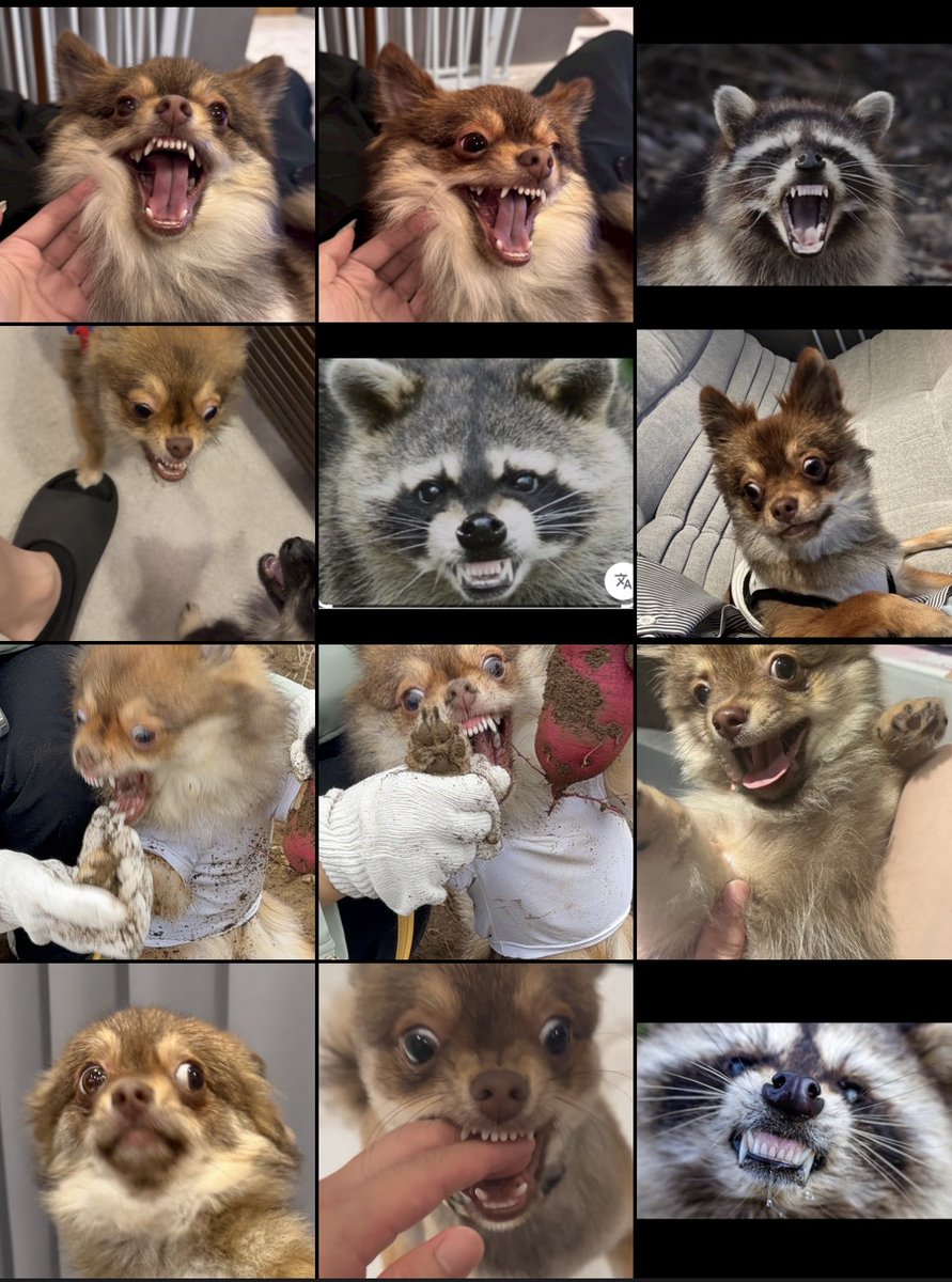 vautapi_mochi's tweet photo. うちの子アライグマに似てませんか？笑 https://t.co/SrhnsvHH11