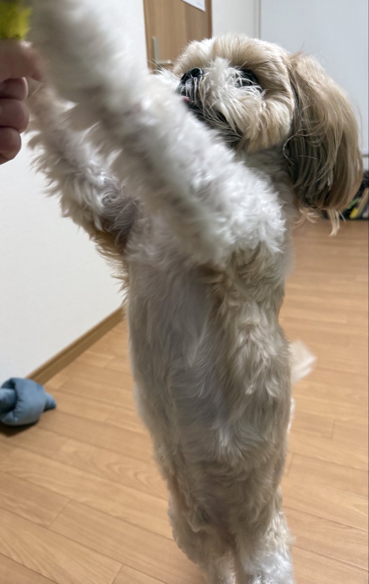 シーズー🐶まめちは舌と歯がでちゃうのよ👅🦷 (@mamekkonoheya