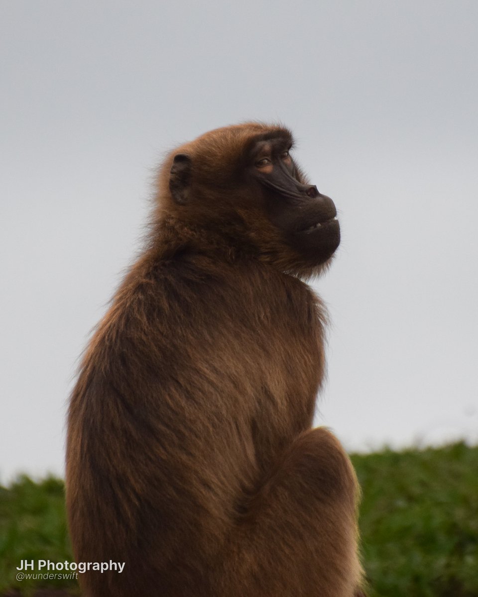 wunderswift's tweet image. gelada monkey without the pearl earring