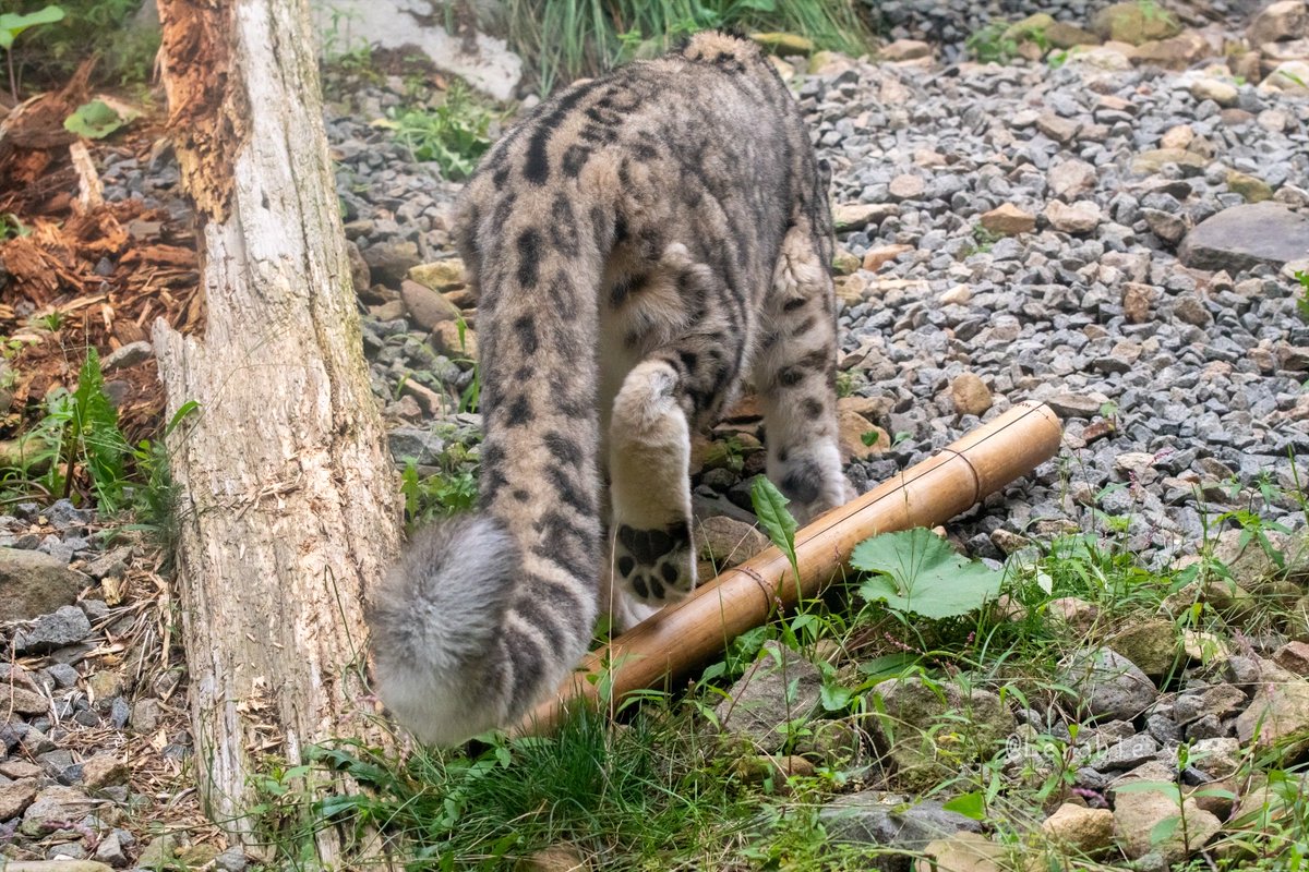 Lerab1e_zoo's tweet photo. フブキくん
📷2025.05
#ユキヒョウ #円山動物園
#世界ユキヒョウの日
#WorldSnowLeopardDay https://t.co/ZGwGUEMqwv
