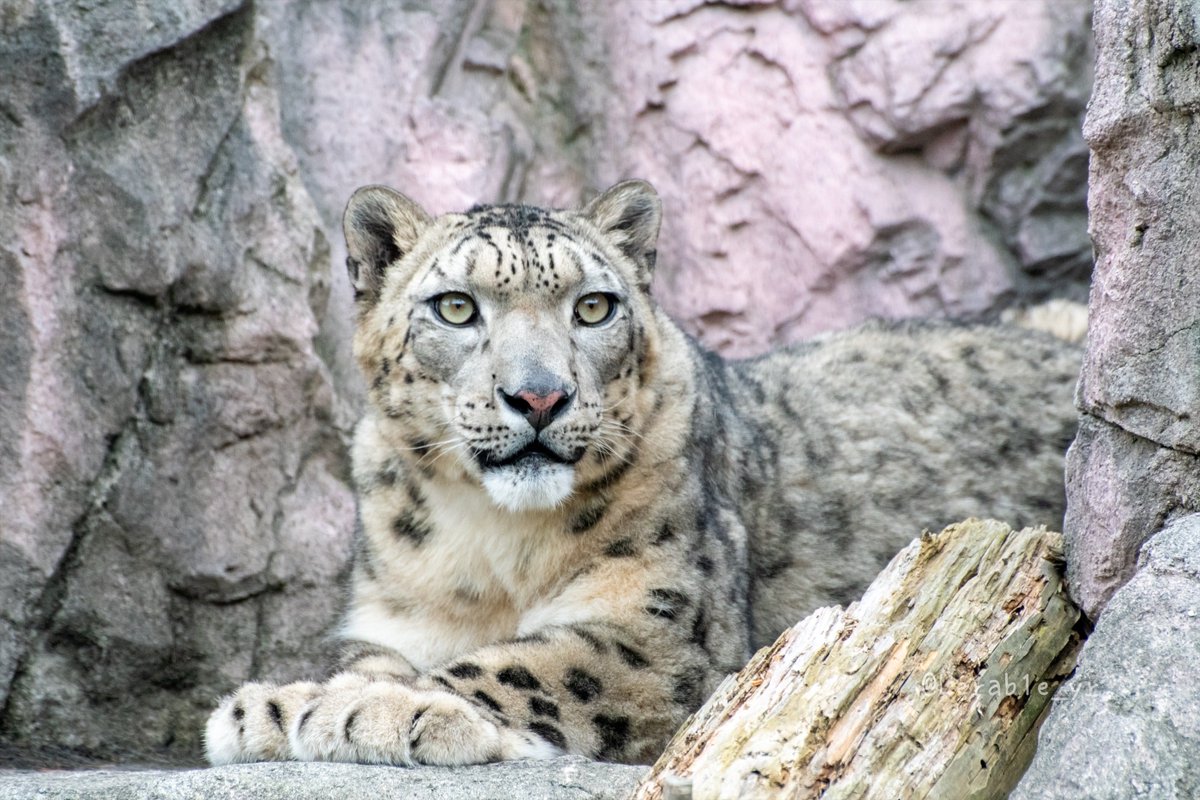 Lerab1e_zoo's tweet photo. フブキくん
📷2025.05
#ユキヒョウ #円山動物園
#世界ユキヒョウの日
#WorldSnowLeopardDay https://t.co/ZGwGUEMqwv