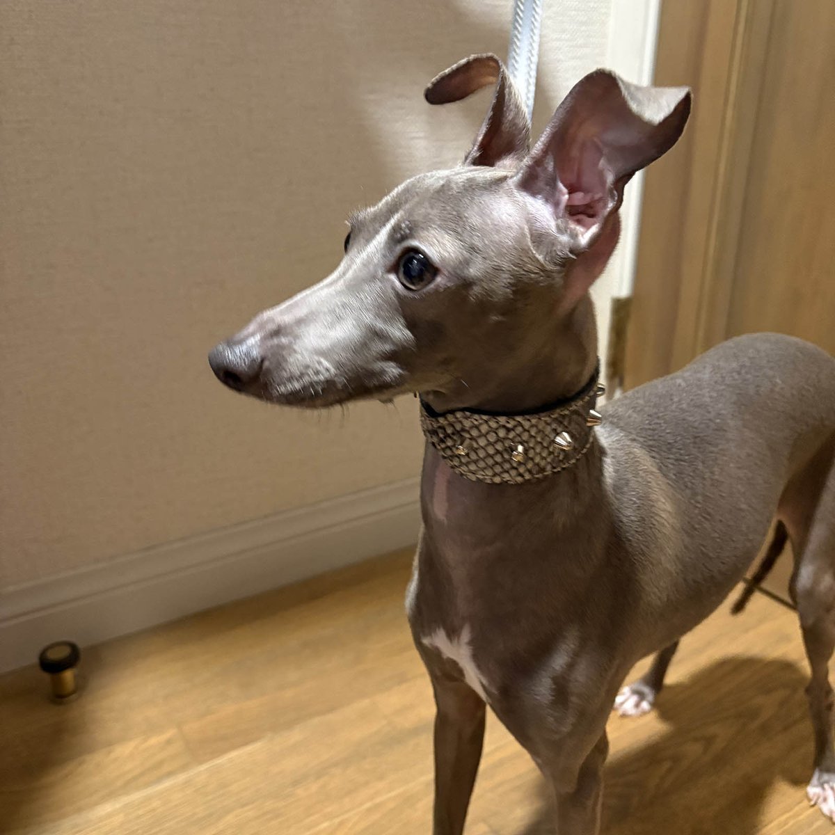 装着写真。#extraheavy #イタグレ #Italiangreyhound #イターリアン