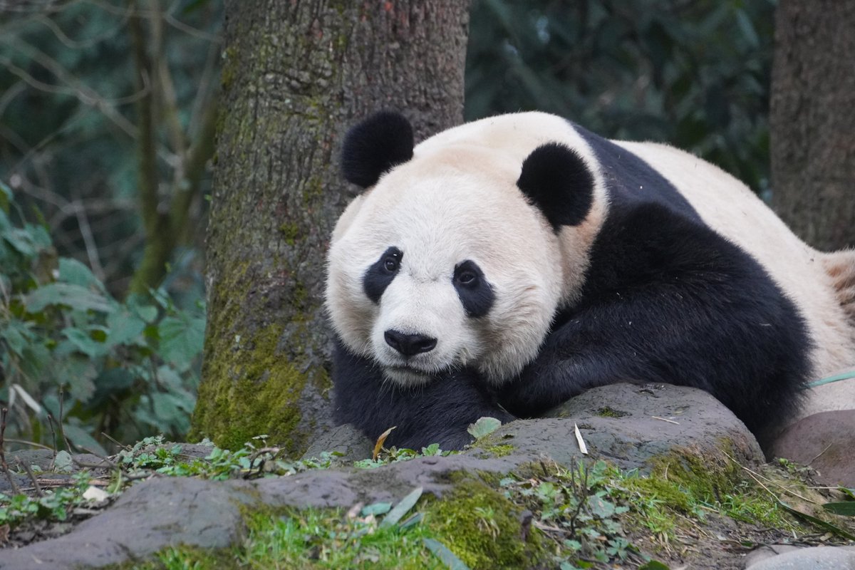 We’re so excited to visit Bei Bei, Tai Shan, XQJ, and Qing Qing this weekend! The temperature has just dropped, and we can’t wait to see them enjoying the cool weather. Don’t miss it!
mypandatours.com/collections/al…
 #184•Wolong Panda Base• Saturday 25 October 9:30PM (Times in EDT)