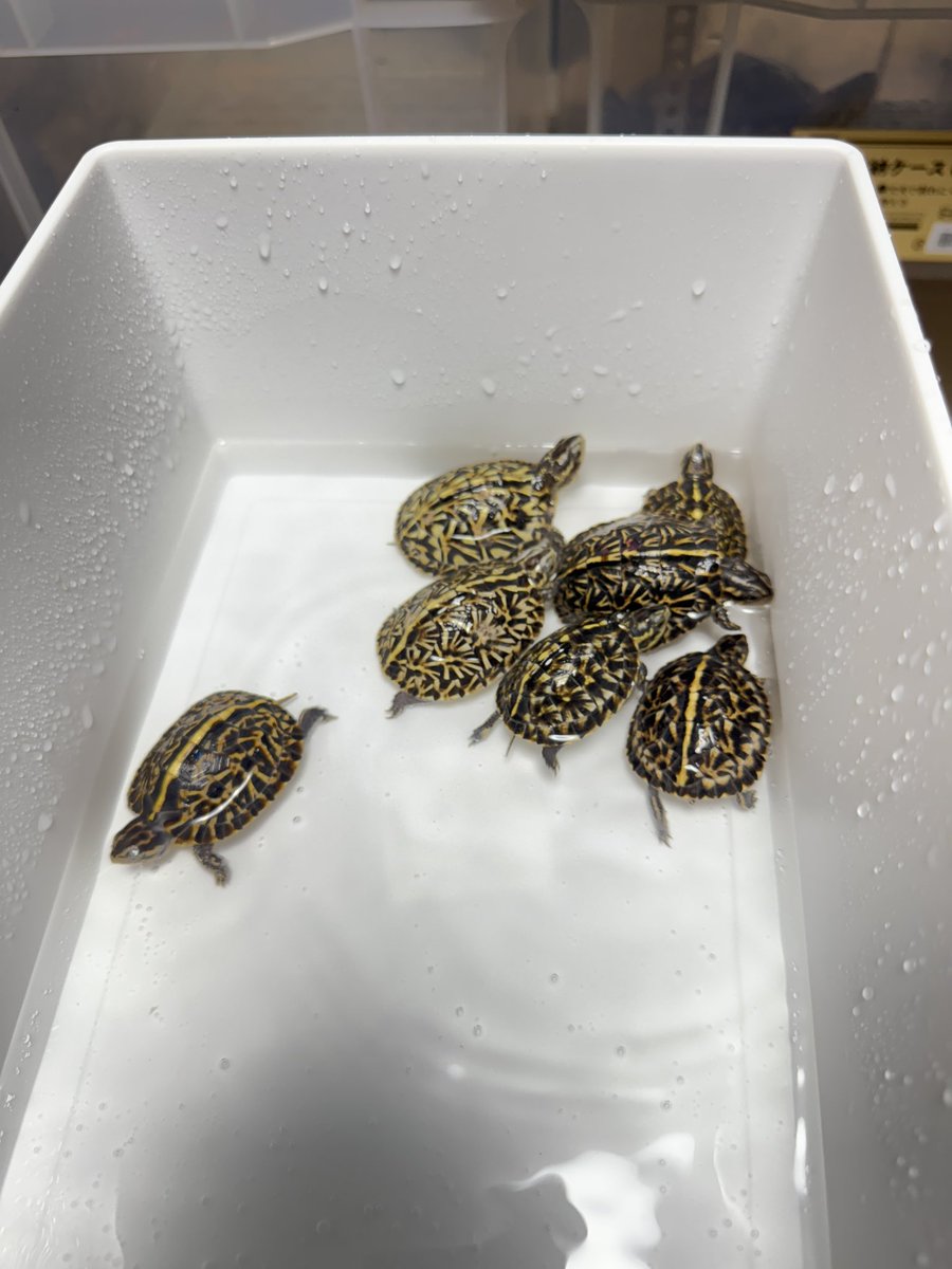 ぶりくら1ヶ月前という事で、連れて行く個体達

TSDオス（首に傷跡あり）は1匹しかいません🙏

全部持って行くかはわかりません！

売約不可、価格、どの個体持って行くかの問い合わせもご遠慮ください☺️