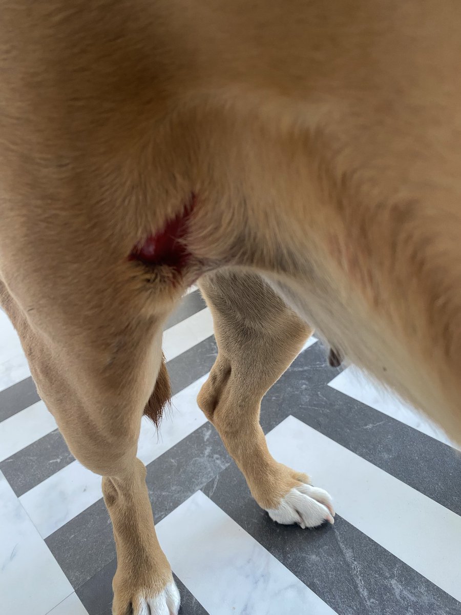 I’ve cut myself with a stick, dad says I’ve got to have an anaesthetic so the vet can stitch it up ❤️🤞🙏