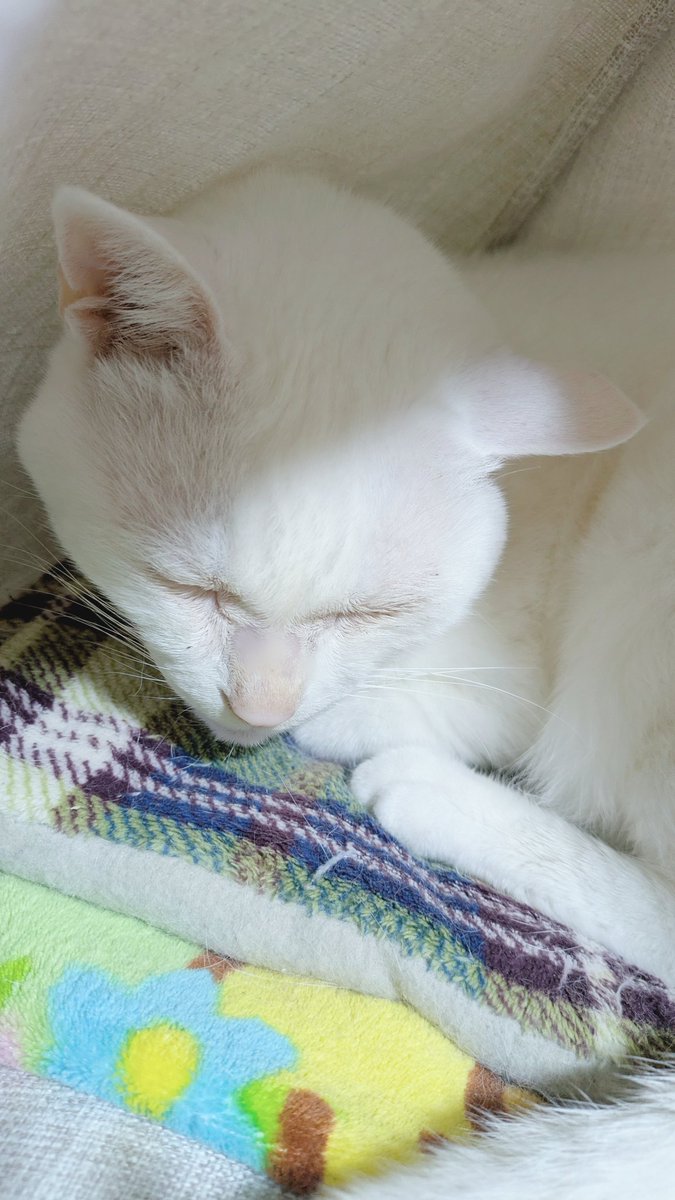 そらねこ (@yuki_and_sora) / Posts / X