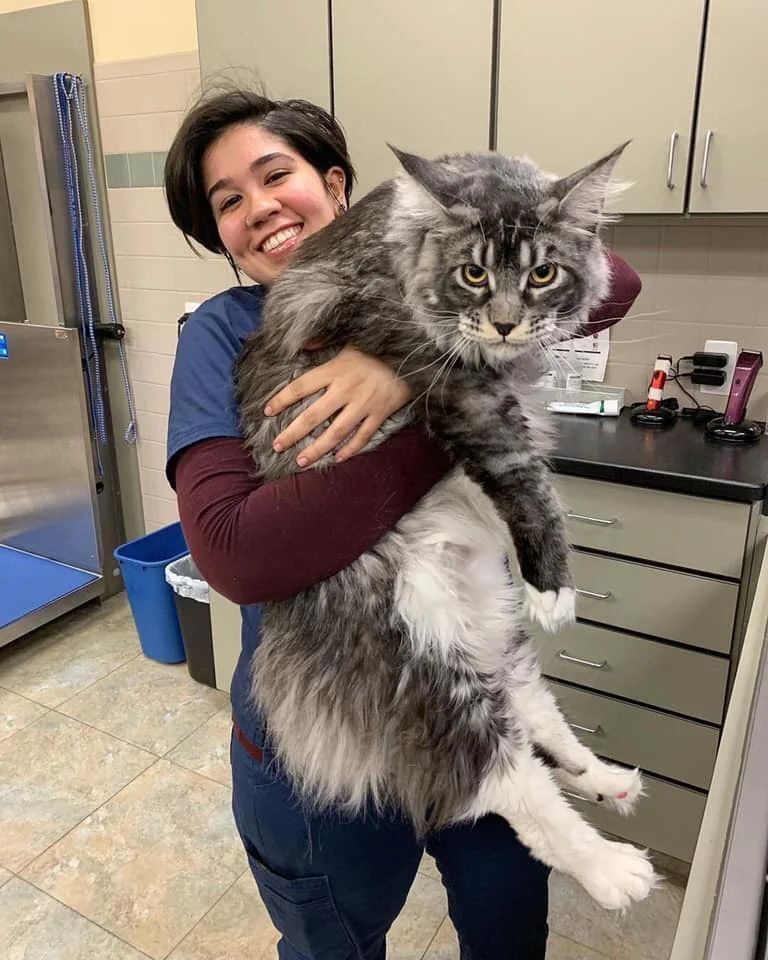ShouldHaveCat's tweet image. What would you name this cat?