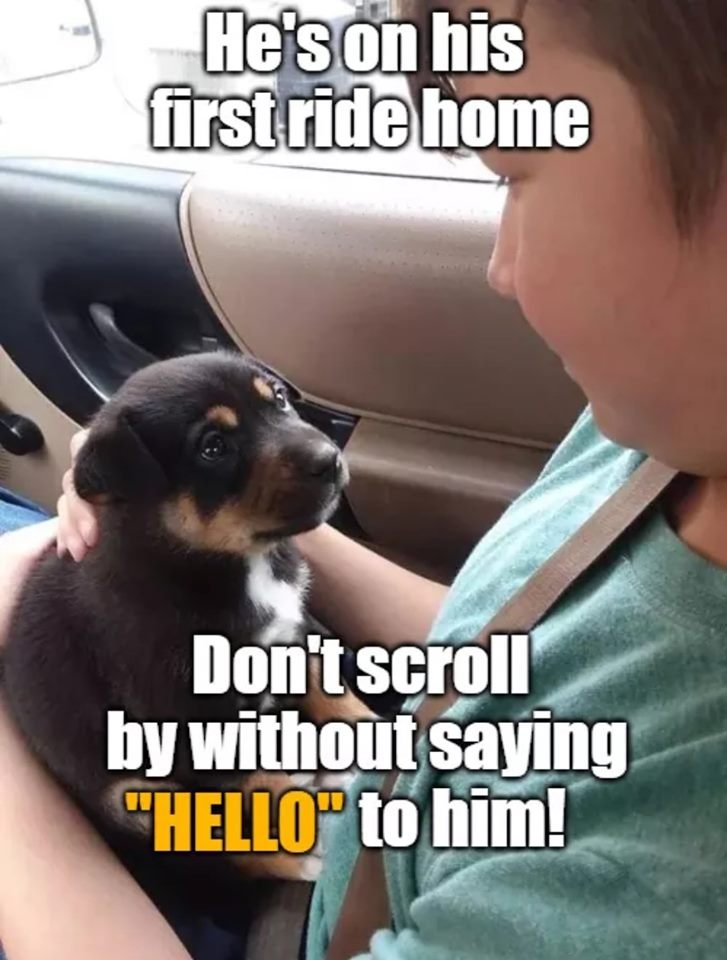 Dog Lovers tweet media