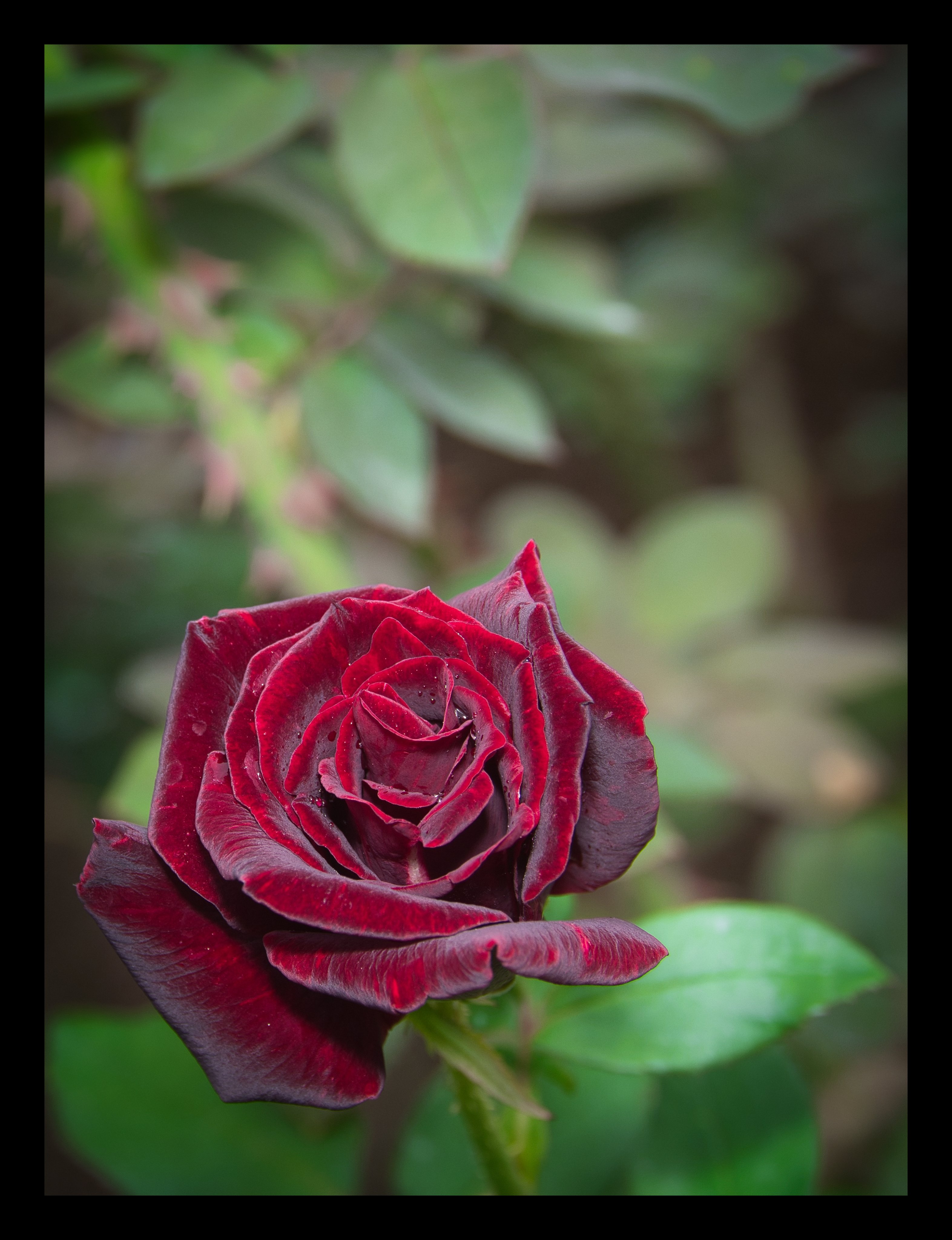 かめらおやぢ on X: 