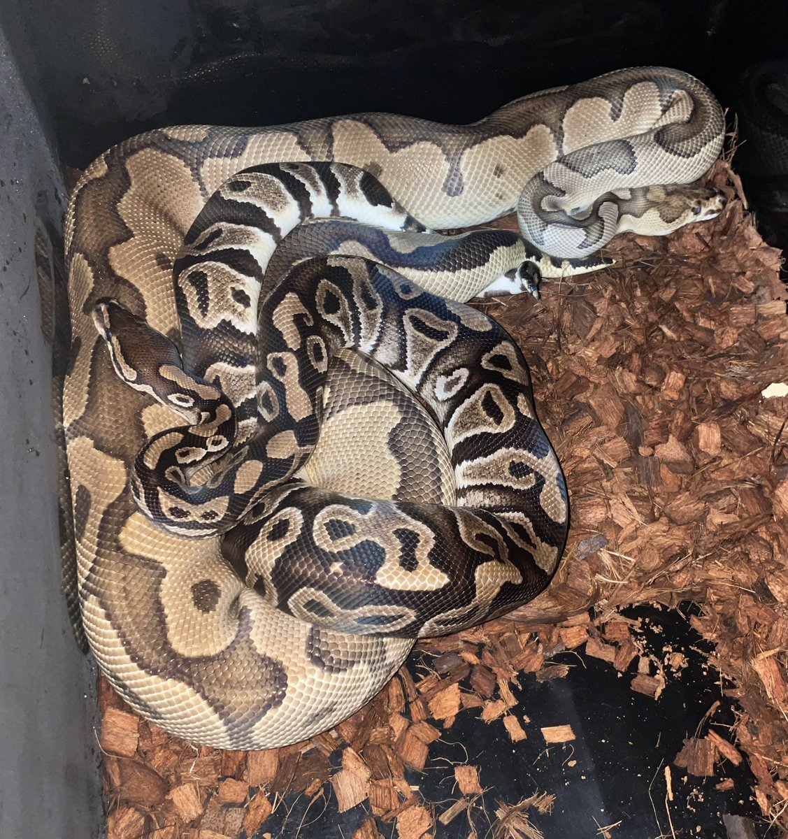 IPA__426's tweet image. Wookie Het Clown
　×
Clown

ようやく盛ってくれました☺️

#ボールパイソン
#ballpython
#爬虫類好きの人と繋がりたい
#爬虫類