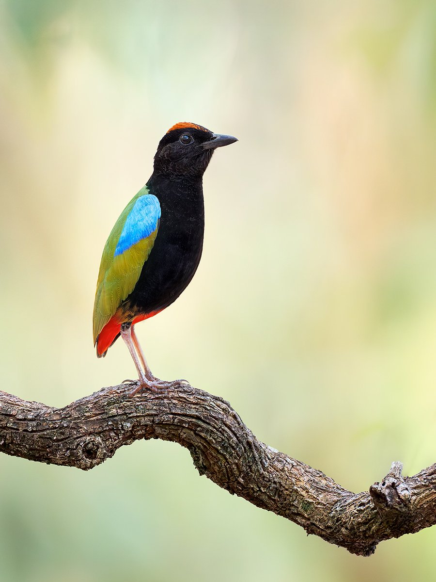 MbarkCherguia's tweet image. A  couple of Rainbow Pittas from the hot Northern Territory in Australia.  They can be found foraging in the leaf litter as well as perching up in  the trees and calling.
📸: jan_wegener_ (Instagram) ©️
#photographer