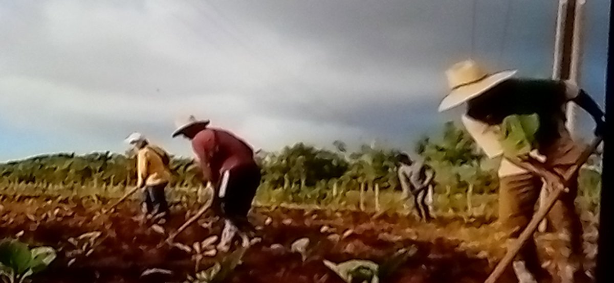 JorgeFaure1's tweet image. #PoderPopular el Presidente de la República de Cuba @DiazCanelB recorrió centros de la producción en varios municipios de #VillaClara #IslaDeLaJuventud #SentirPinero #CubaEstáFirme #100AñosConFidel