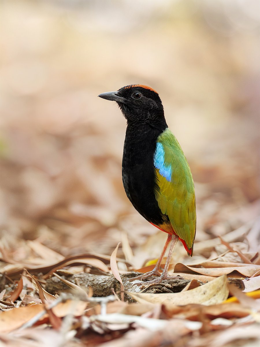 MbarkCherguia's tweet image. A  couple of Rainbow Pittas from the hot Northern Territory in Australia.  They can be found foraging in the leaf litter as well as perching up in  the trees and calling.
📸: jan_wegener_ (Instagram) ©️
#photographer