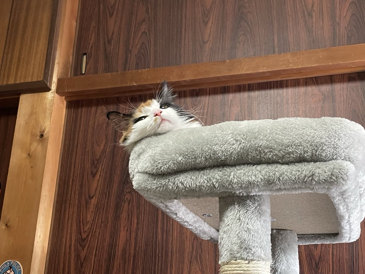 ツイートすることがないので🐈
